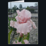 Blank-Iris-Karte -"Peggy Sue"<br><div class="desc">Hier ist eine Schönheit!  Leere auf der Innenseite,  bereit für jeden Anlass.</div>