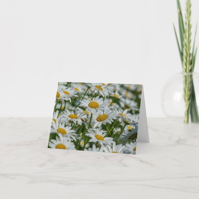 Blank Note Card - Daises in Vermont (Vorderseite)