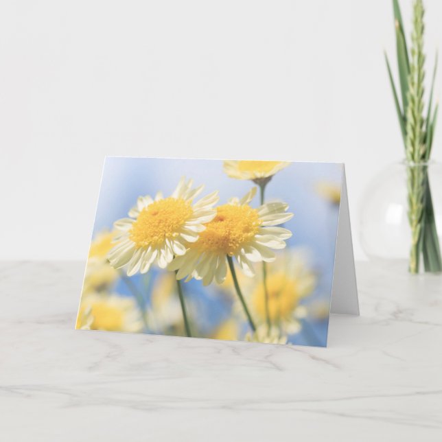 Blank Note Card - Gelb-Gelb-Marguerite-Daisy Karte (Vorderseite)