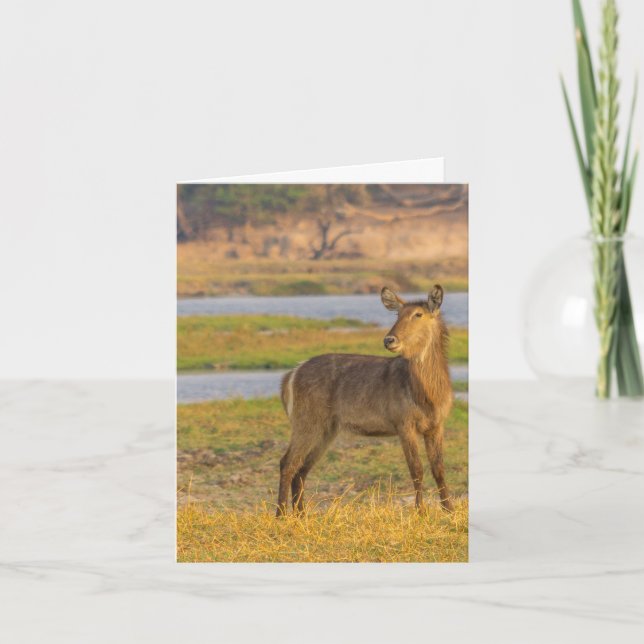 Blank Note Card - Water Bug in Botswana (Vorderseite)