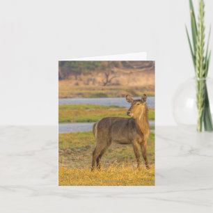 Blank Note Card - Water Bug in Botswana