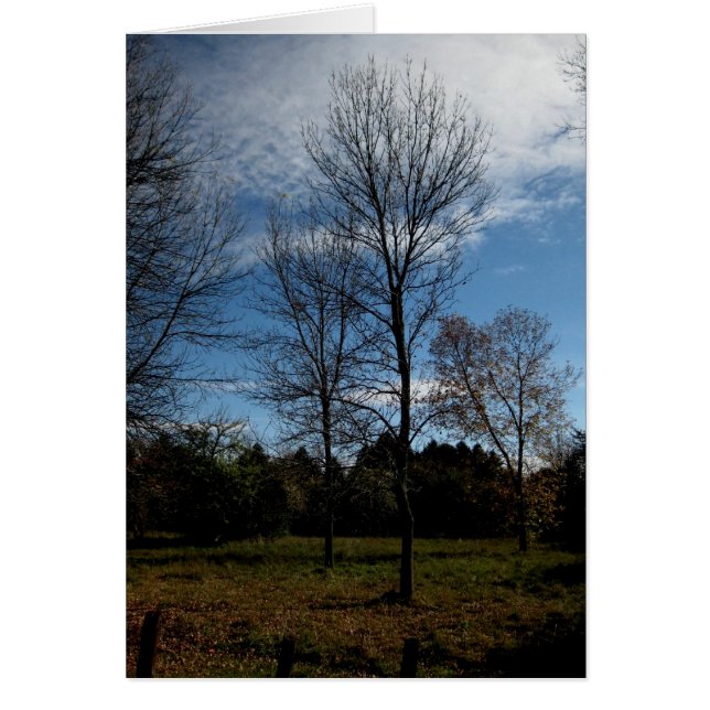 Blank_Ontario Trees (Vorne)