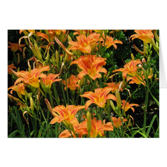 Blank-Orange-Blume (Vorderseite (Horizontal))