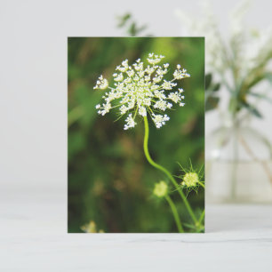 Blank Queen Anne's Lace-Wildblume Mitteilungskarte