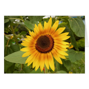 Blank-Sonnenblumenkarte für Behinderung