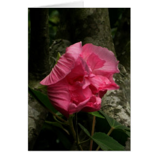 Blank-Wind-Pink-Blume