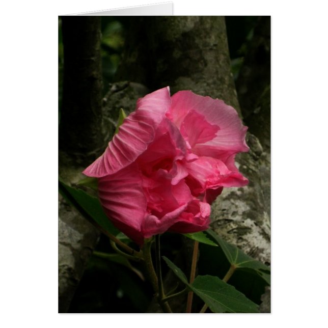 Blank-Wind-Pink-Blume (Vorne)