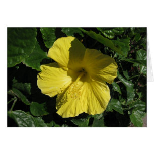 Blank_Yellow Schatten