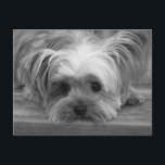 Blank Yorkshire Terrier Puppy Dop Card Postkarte<br><div class="desc">Wer kann dem süßen Gesicht eines Yorkshire Terrier Puppy Hundes widerstehen? Diese süße Postkarte zeigt ein Schwarz-Weiß-Portrait eines traurigen Yorkie-Junges auf der Veranda. Dieses kleine Yorkie-Jungtier ist bereit Ihnen zu helfen, Grüße an Freunde und Familie zu schicken. <_br20_blank20_post20_cards20_sind20_die20_wirtschaftliche20_alternative20_zu20_gruc39f_karten2c_20_wenn20_sie20_zu3a_20_gewollt.20_2a_20_kommunikation20_mit20_kunden20_und20_kunden20_2a_20_lass20_freunde20_und20_familie20_wissen2c_20_wie20_besonders20_sie20_sind20_2a_20_bleibe20_in20_touch20_mit20_alten20_freunden20_2a_20_versenden20_sie20_warme20_gedanken20_an20_die20_ermutigung20_blank20_yorkshire20_terrier20_puppy20_poscard20_geburtstag2c_20_verpassen20_sie2c_20_denken20_sie20_an20_sie20_2c_20_sorry2c_20_liebe20_sie20_yorkshire20_terrier2c_20_welpe2c_20_hund2c_20_yorkie2c_20_yorkie20_postcard2c_20_denken20_sie20_postcard2c_20_denken20_sie20_an20_sie2c_20_postkarte.20_hund20_postkarte2c_20_welpen-postkarte2c_20_rosa20_karte blank="" post="" cards="" sind="" die="" wirtschaftliche="" alternative="" zu="" _gruc39f_karten2c_="" wenn="" sie="" zu:=""...</div>