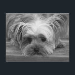 Blank Yorkshire Terrier Puppy Dop Card Postkarte<br><div class="desc">Wer kann dem süßen Gesicht eines Yorkshire Terrier Puppy Hundes widerstehen? Diese süße Postkarte zeigt ein Schwarz-Weiß-Portrait eines traurigen Yorkie-Junges auf der Veranda. Dieses kleine Yorkie-Jungtier ist bereit Ihnen zu helfen, Grüße an Freunde und Familie zu schicken. <_br20_blank20_post20_cards20_sind20_die20_wirtschaftliche20_alternative20_zu20_gruc39f_karten2c_20_wenn20_sie20_zu3a_20_gewollt.20_2a_20_kommunikation20_mit20_kunden20_und20_kunden20_2a_20_lass20_freunde20_und20_familie20_wissen2c_20_wie20_besonders20_sie20_sind20_2a_20_bleibe20_in20_touch20_mit20_alten20_freunden20_2a_20_versenden20_sie20_warme20_gedanken20_an20_die20_ermutigung20_blank20_yorkshire20_terrier20_puppy20_poscard20_geburtstag2c_20_verpassen20_sie2c_20_denken20_sie20_an20_sie20_2c_20_sorry2c_20_liebe20_sie20_yorkshire20_terrier2c_20_welpe2c_20_hund2c_20_yorkie2c_20_yorkie20_postcard2c_20_denken20_sie20_postcard2c_20_denken20_sie20_an20_sie2c_20_postkarte.20_hund20_postkarte2c_20_welpen-postkarte2c_20_rosa20_karte blank="" post="" cards="" sind="" die="" wirtschaftliche="" alternative="" zu="" _gruc39f_karten2c_="" wenn="" sie="" zu:=""...</div>