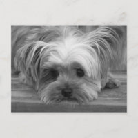 Blank Yorkshire Terrier Puppy Dop Card