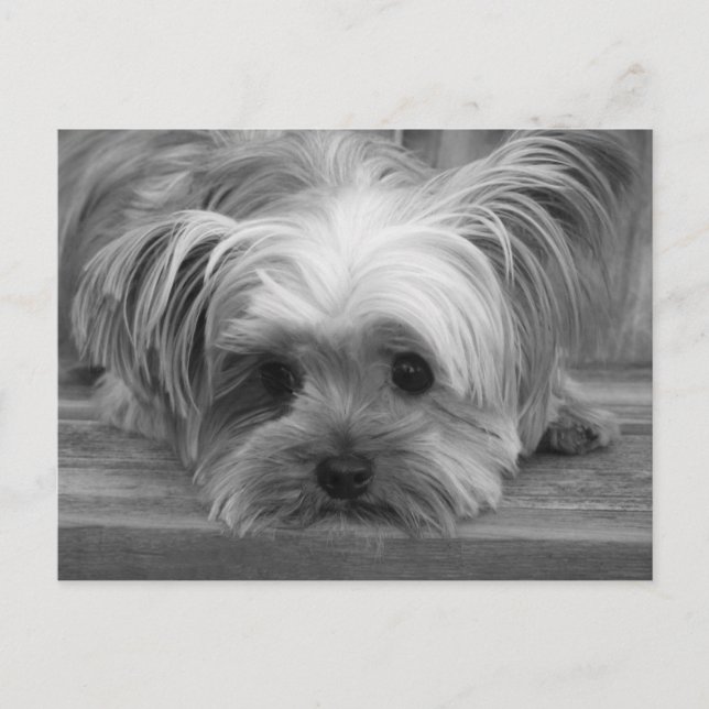 Blank Yorkshire Terrier Puppy Dop Card Postkarte (Vorderseite)