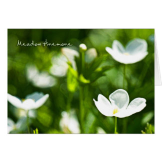 Blankenkarte Meadow Anemone