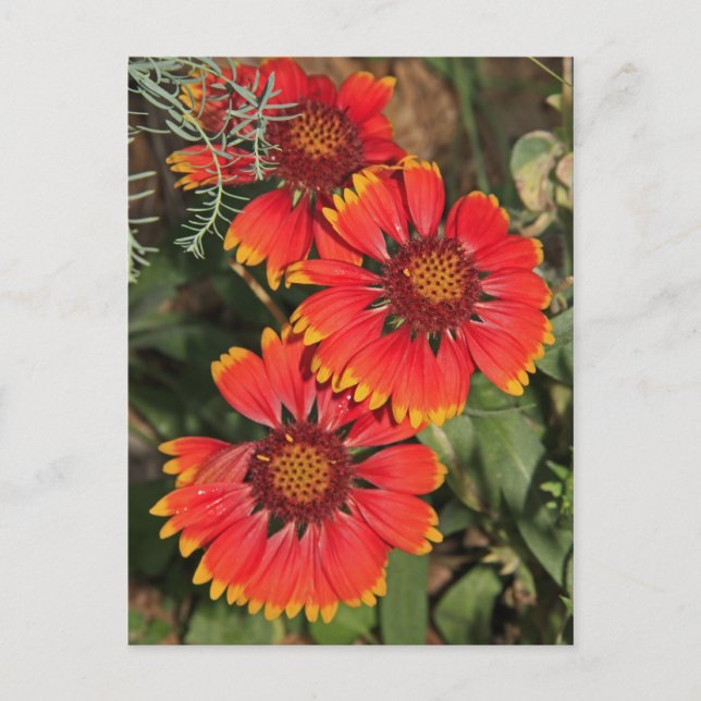 Blanket-Blume Postkarte (Vorderseite)