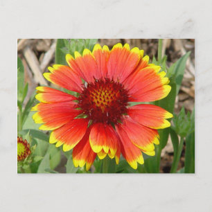 Blanket-Blume-Postkarte Postkarte