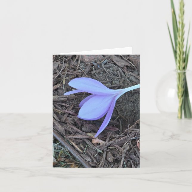 Blanknotecard , Originalfoto, Crocus (Vorderseite)