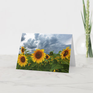 Blankokarte des Sonnenblumensturms Dankeskarte