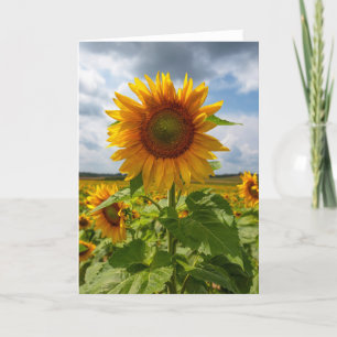 Blankokarte des Sonnenblumensturms Dankeskarte