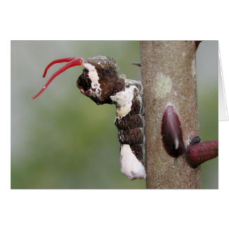 Blankokarte für das riesige Frack-Schmetterling-Ra