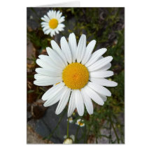 Blankokarte für Perky White Daisy Blume