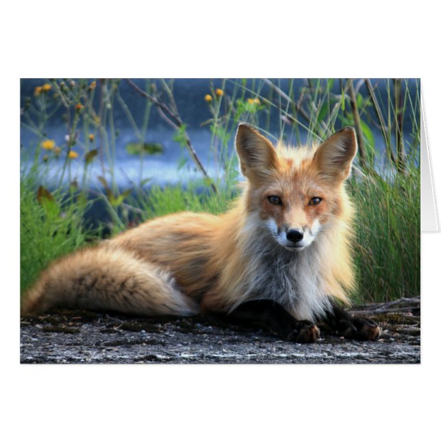 Blankokarte für Red Fox Restrukturierung (Vorderseite (Horizontal))