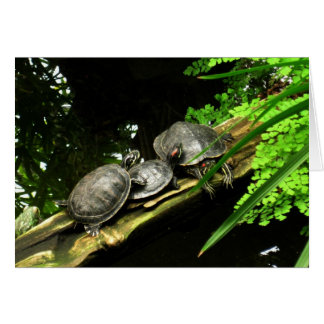 Blankschildkröten-Erholung