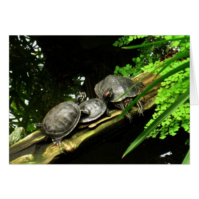 Blankschildkröten-Erholung (Vorderseite (Horizontal))