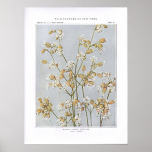 Blase Campion; White Ben - Silene latifolia Poster