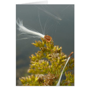 Blasen in der Breeze