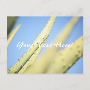 Blass Green Aloe Pflanze Blue Sky Postcard Postkarte
