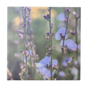 Blass Lila Blue Chicory Pflanze Blume Fliese