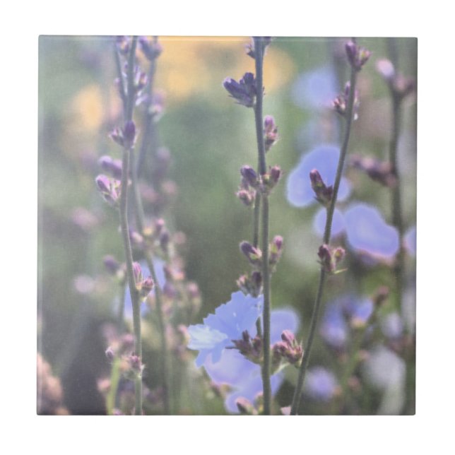 Blass Lila Blue Chicory Pflanze Blume Fliese (Vorderseite)