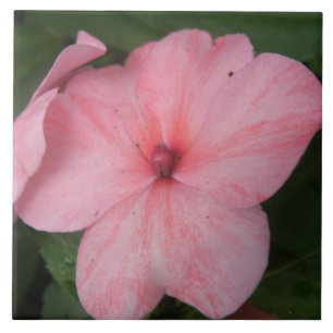 Blass Pink Impatians Blume Tile Fliese