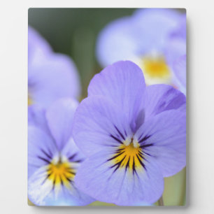 Blassblaue Stiefmütterchen Fotoplatte