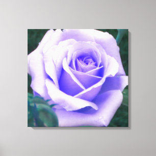 Blasse Lila Rose überzogene Canvas Print Leinwanddruck