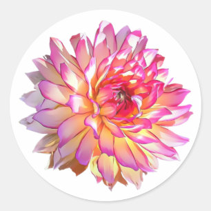 Blasse Ombre Orange Rosa Riesen-Dahlie-Blüte Runder Aufkleber