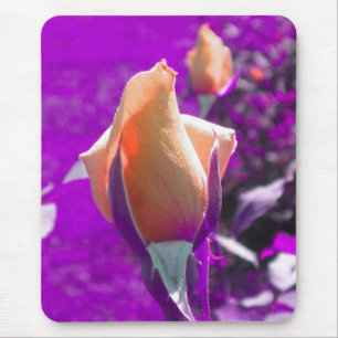 Blasse Orange Rose Knospen Mousepad