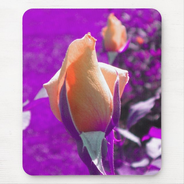 Blasse Orange Rose Knospen Mousepad (Vorne)