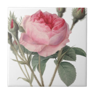 Blasse rosa alte Rosenmalerei Fliese