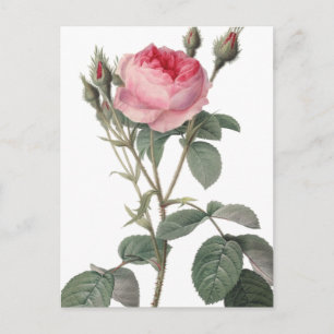 Blasse rosa alte Rosenmalerei Postkarte