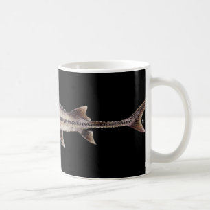 Blasser Stör - Scaphirhynchus albus Tasse
