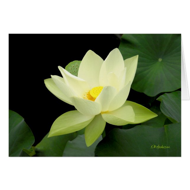 Blassgelbe Blätter (Vorderseite (Horizontal))