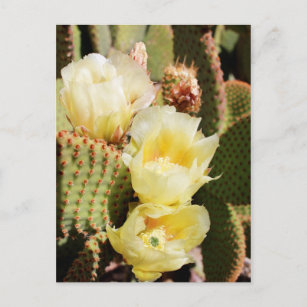 Blassgelbe Kaktus-Blume Postkarte