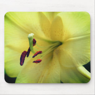 Blassgelbe Lilie Blume Nah Mousepad