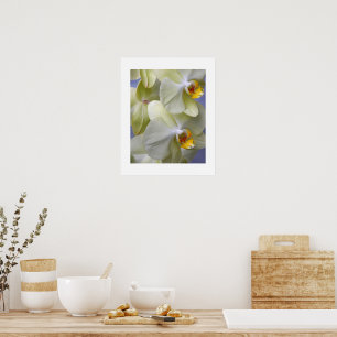 Blassgelbe Motten-Orchideen-Blumen Poster