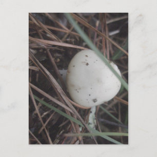 Blassgelbe Pilzdecke Postkarte
