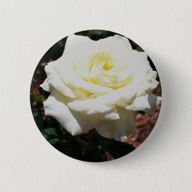 Blassgelbe Rose Button (Vorderseite)