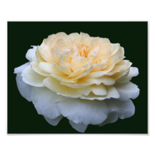 Blassgelbe Rose im Blut 8x10 Fotodruck