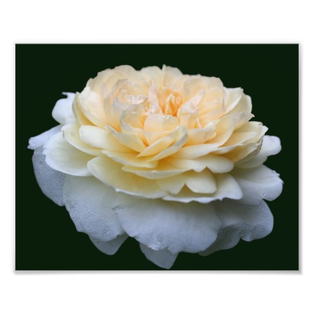 Blassgelbe Rose im Blut 8x10 Fotodruck (Vorne)