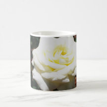 Blassgelbe Rose